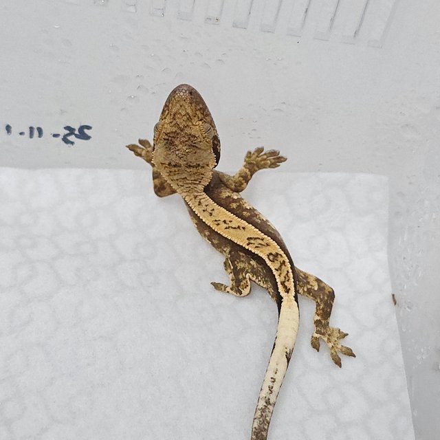 노멀 트라이 화이트스팟 풀핀