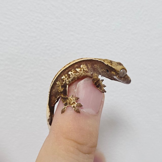 노멀 트라이 쿼드 풀핀 핀스트라이프