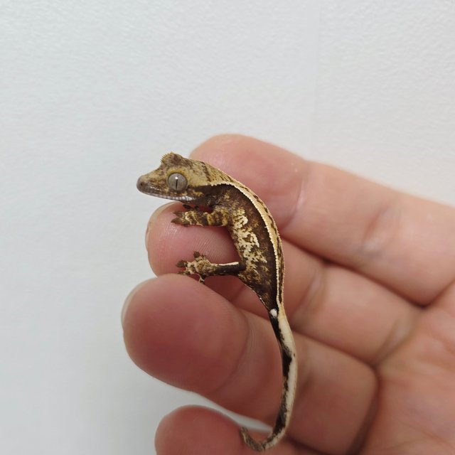 노멀 트라이 쿼드 풀핀 핀스트라이프