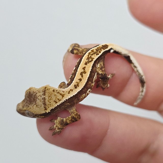 노멀 트라이 쿼드 풀핀 핀스트라이프