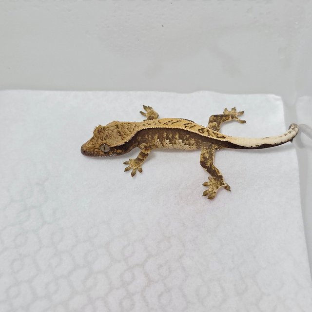 노멀 트라이 화이트스팟 풀핀