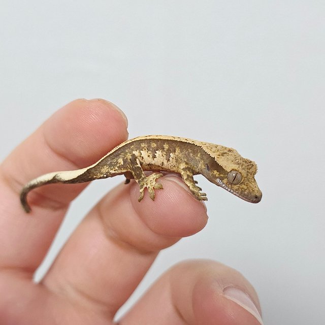 노멀 트라이 화이트스팟 풀핀