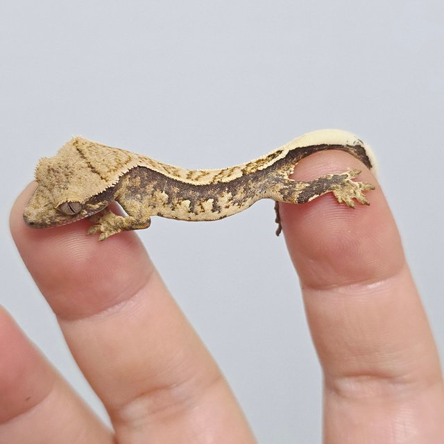 노멀 쿼드 트라이