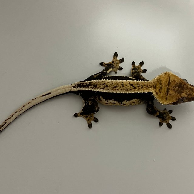 노멀 쿼드 풀핀