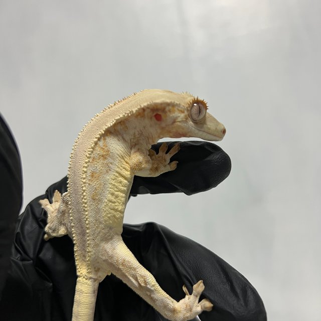 엑조틱 릴리화이트 솔리드백