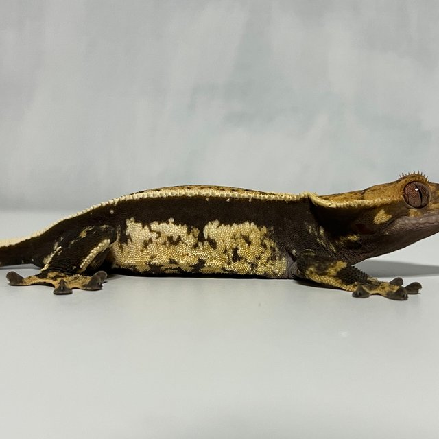 노멀 쿼드 풀핀