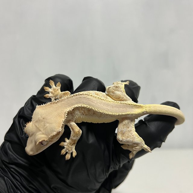 엑조틱 릴리화이트 솔리드백