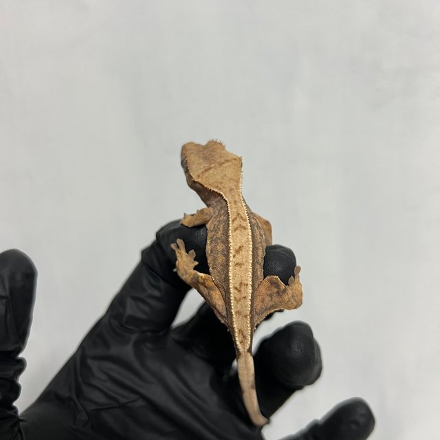 100%헷아잔틱 풀핀