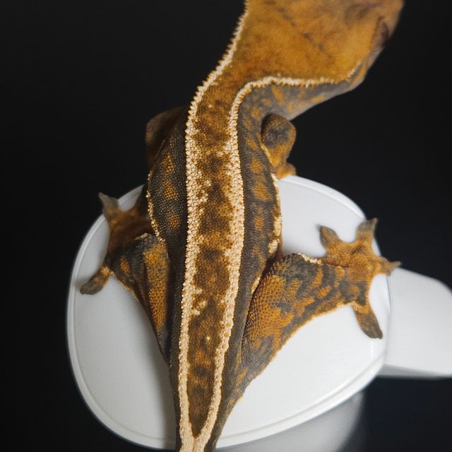 노멀 풀핀 트라이