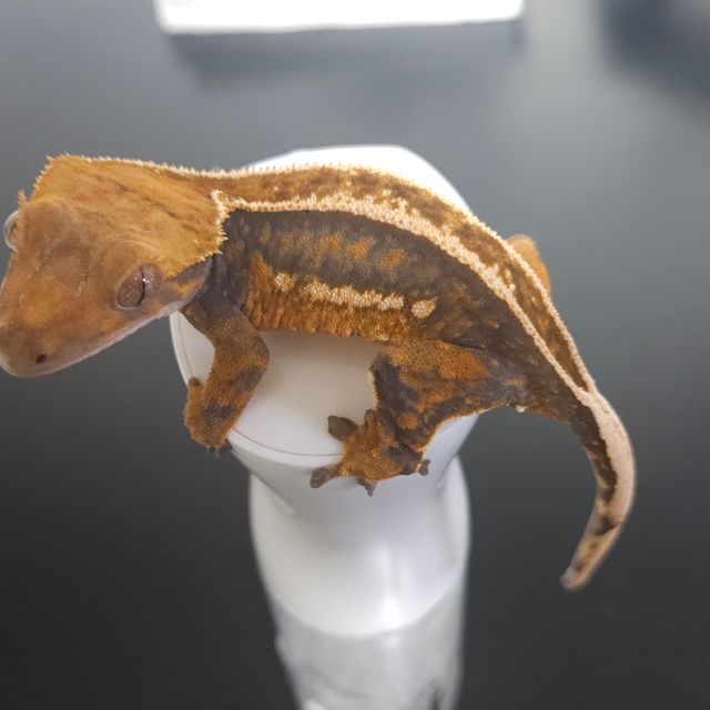 노멀 풀핀 트라이