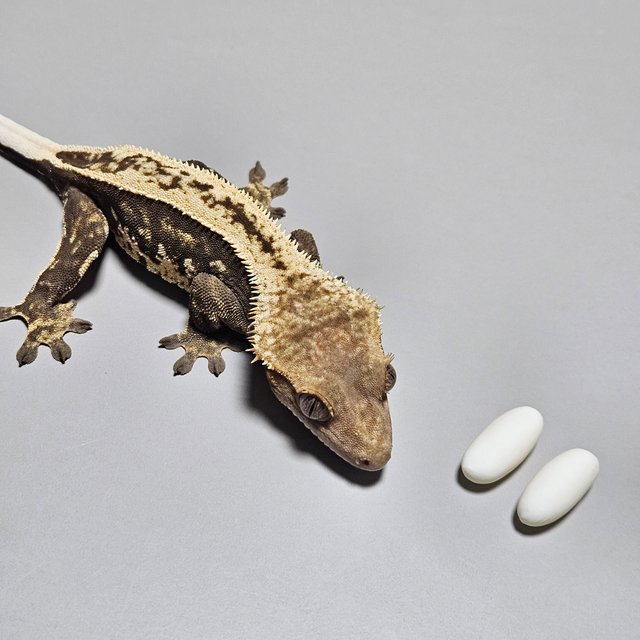 노멀 풀핀 엠티백 다크