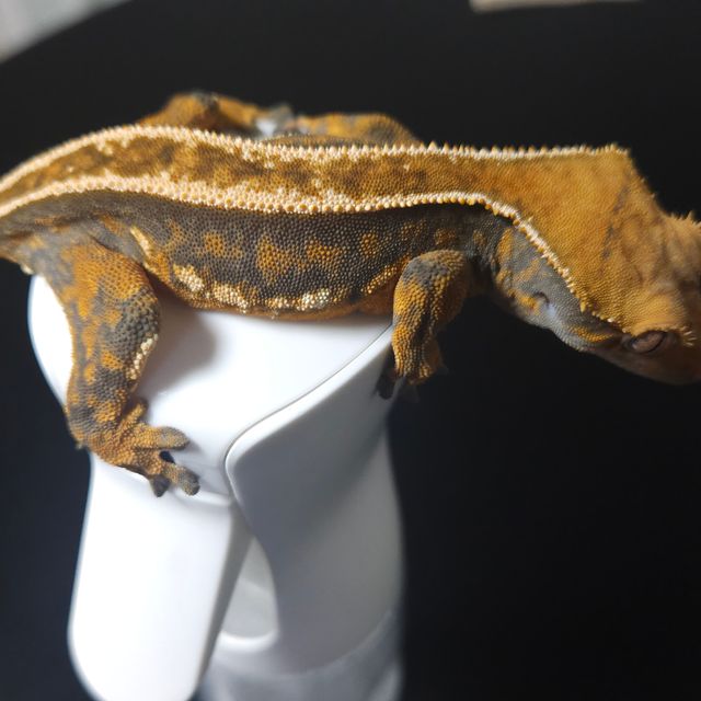 노멀 풀핀 트라이