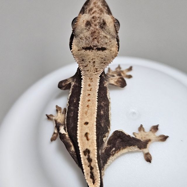 릴리100%헷아잔틱 풀핀