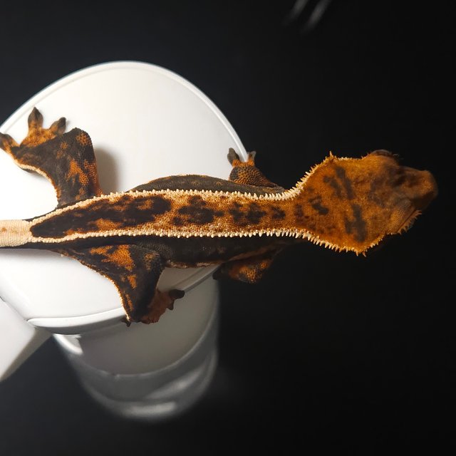 노멀 풀핀 다크