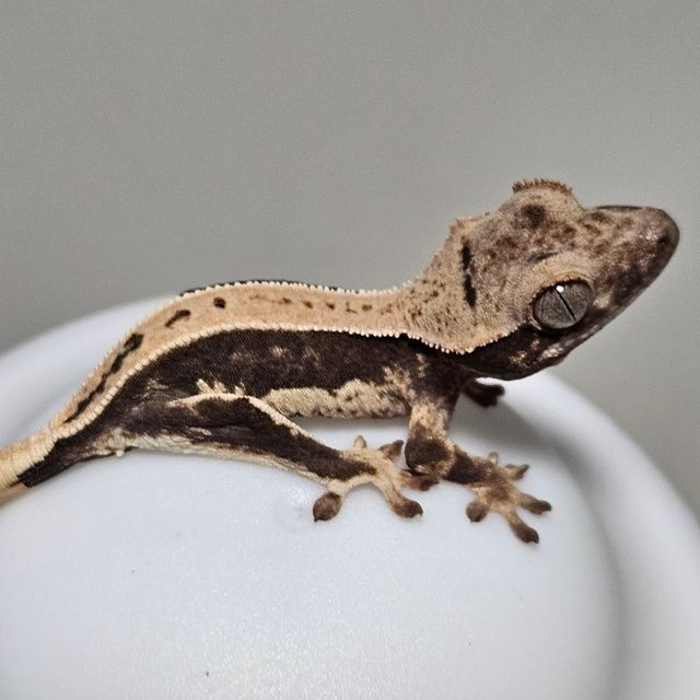 릴리100%헷아잔틱 풀핀