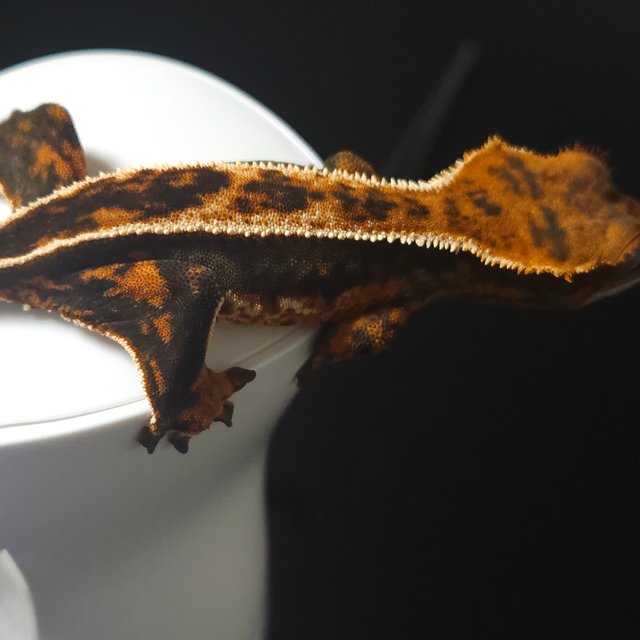 노멀 풀핀 다크