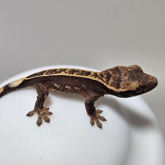 100%헷아잔틱 쿼드 풀핀 다크 엠티백