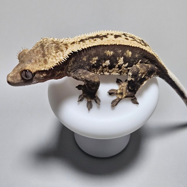 노멀 풀핀 엠티백 다크