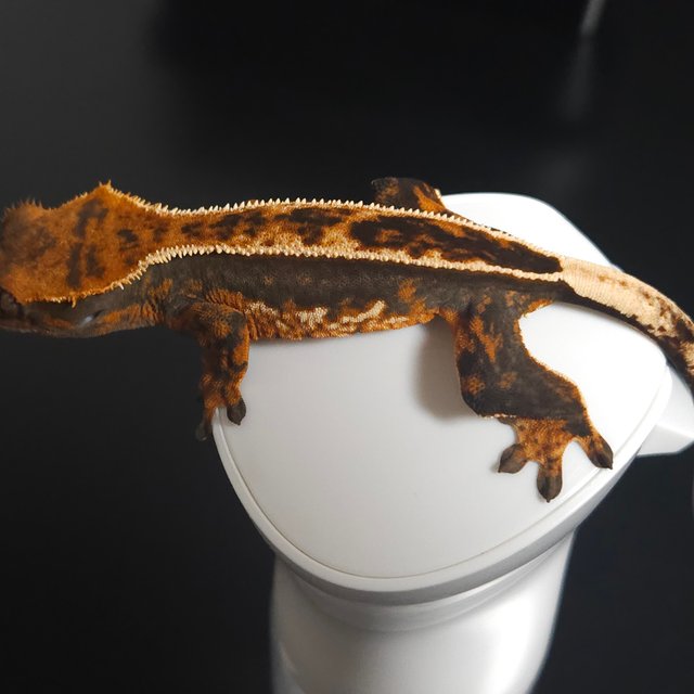 노멀 풀핀 다크