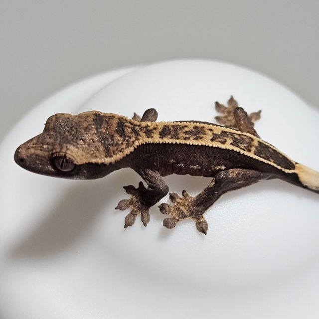 100%헷아잔틱 쿼드 풀핀 다크 엠티백