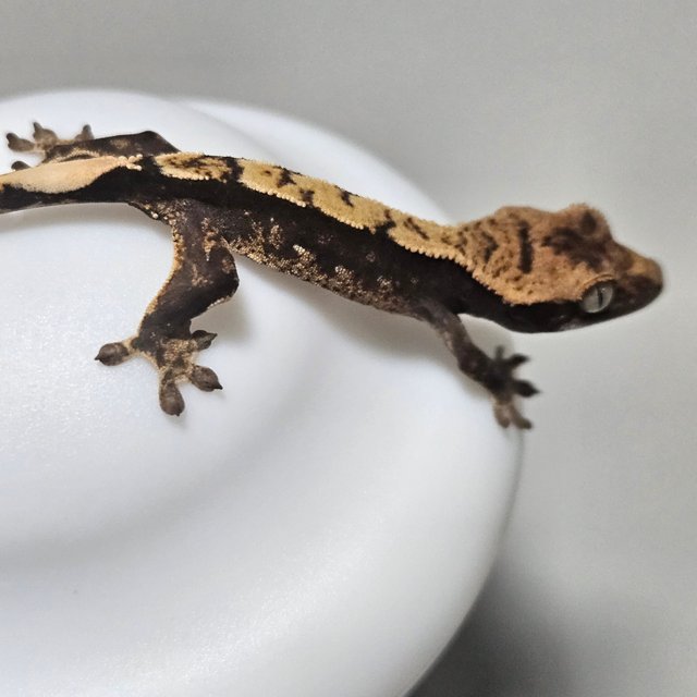 100%헷아잔틱 다크