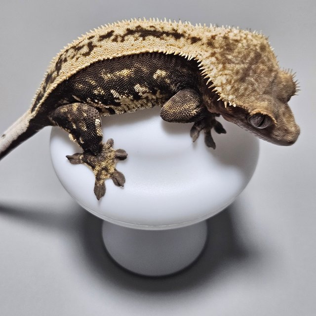 노멀 풀핀 엠티백 다크