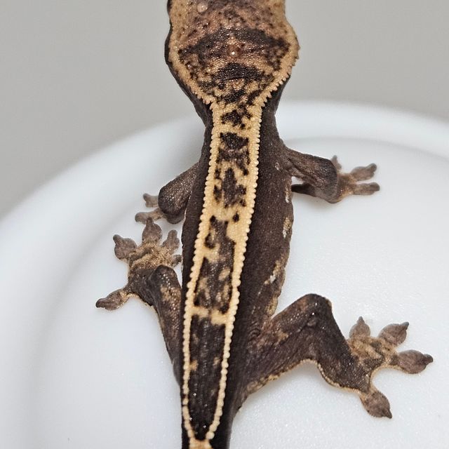 100%헷아잔틱 쿼드 풀핀 다크 엠티백