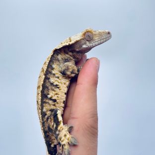 트라이 익스트림할리퀸 바브