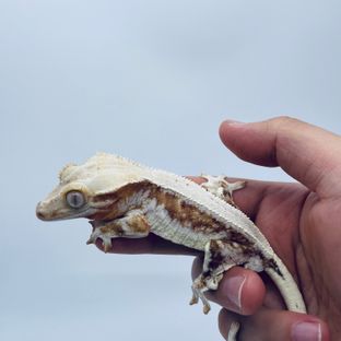 릴리화이트 크림시클 바브