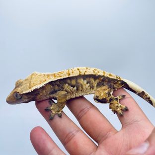 트라이 익스트림할리퀸 바브