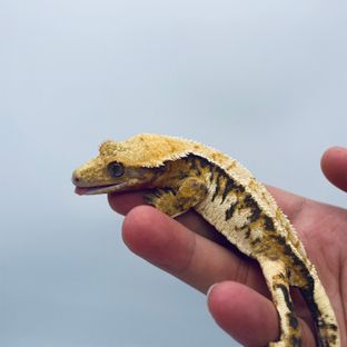 바브x소심-17