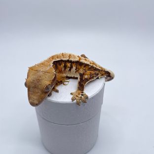 바브X레이지