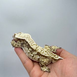 노멀