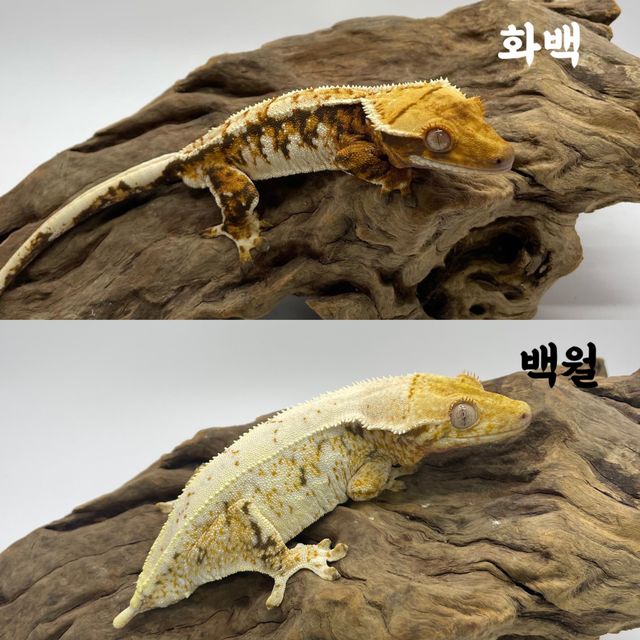 릴리화이트 트라이 화이트포트홀 화이트스팟 바브