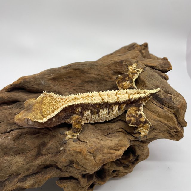 트라이 익스트림할리퀸 타이거 화이트스팟