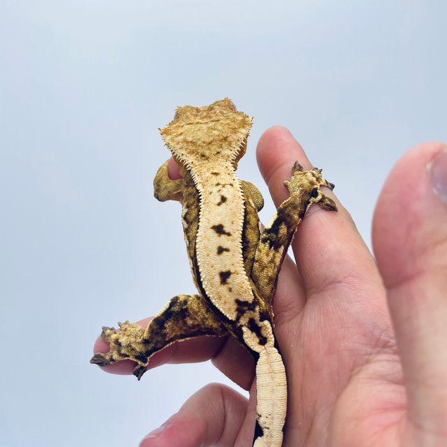 크림시클