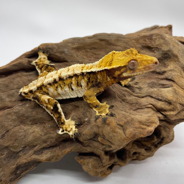 트라이 익스트림할리퀸 타이거