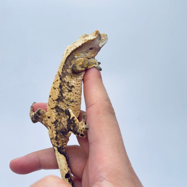 트라이 익스트림할리퀸 바브
