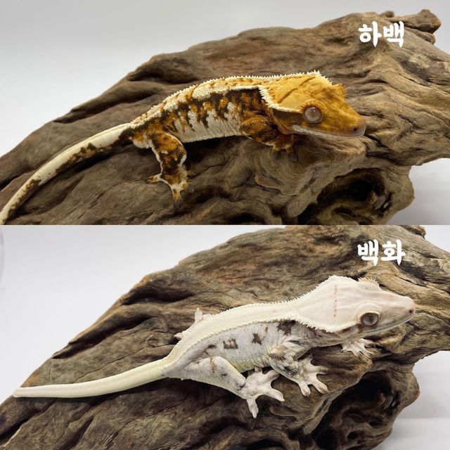 릴리화이트 트라이 익스트림할리퀸 타이거 레이지 바브