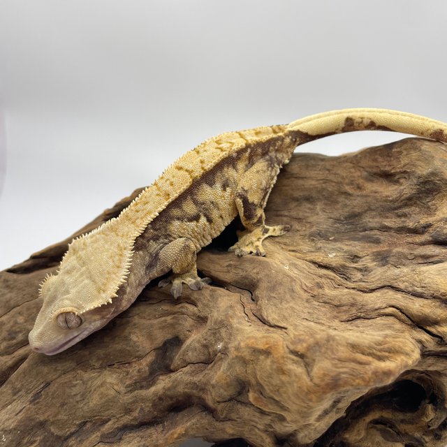 트라이 익스트림할리퀸 타이거