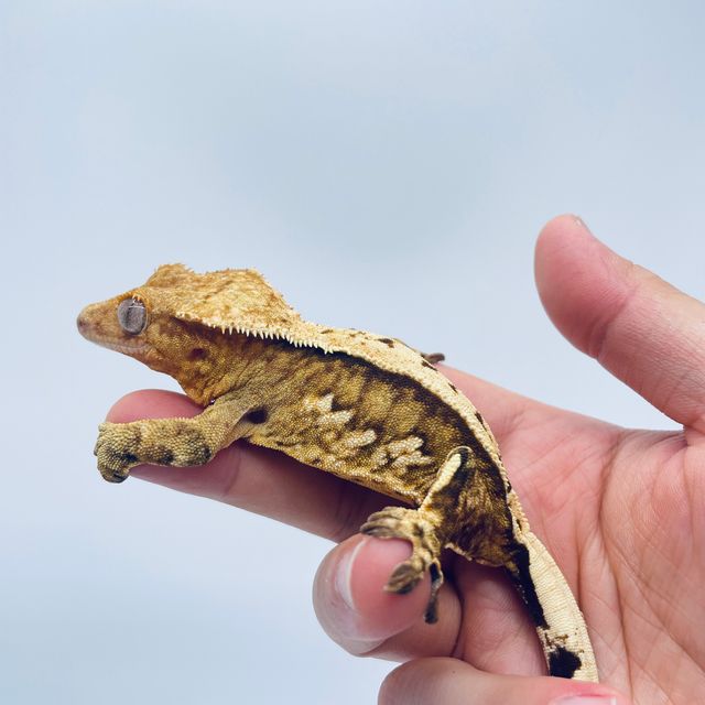 크림시클