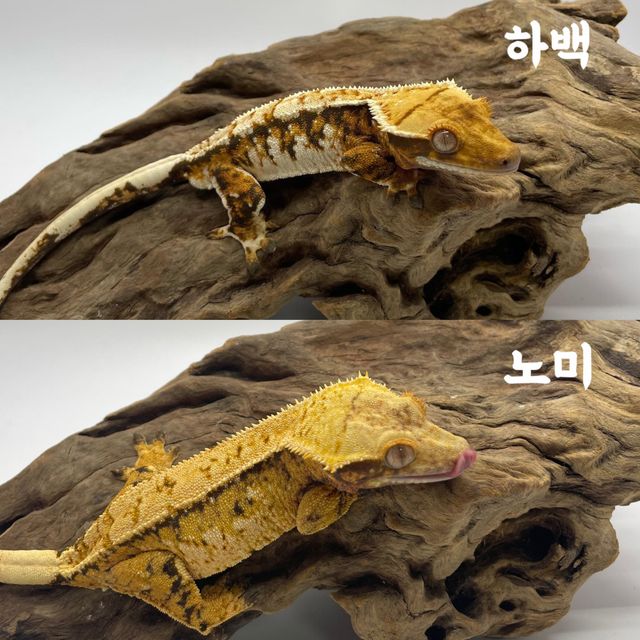트라이 화이트스팟 화이트포트홀 타이거 바브