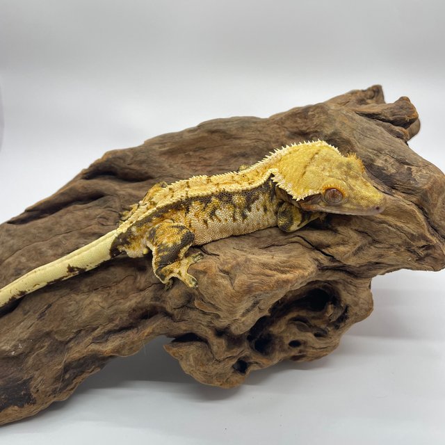 트라이 익스트림할리퀸 타이거