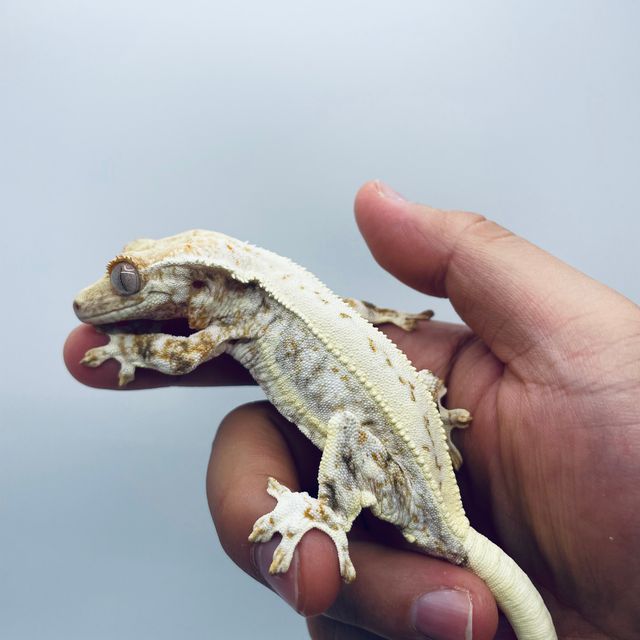 릴리화이트 화이트 레이지 바브