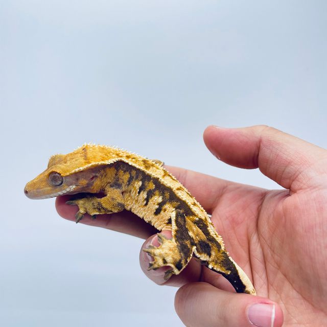 트라이 익스트림할리퀸 바브