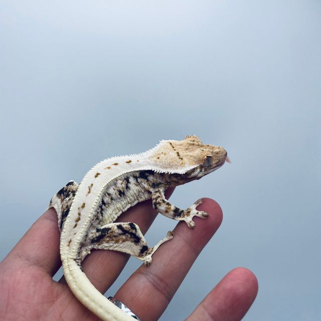 릴리화이트 화이트 레이지 바브