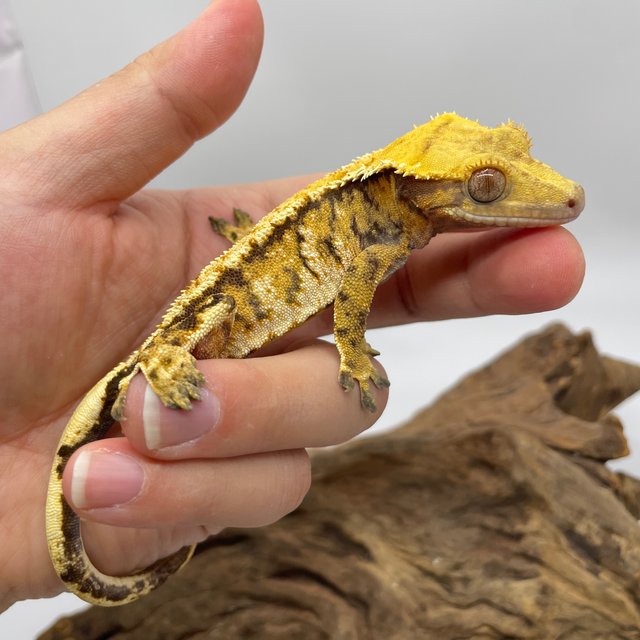 트라이 익스트림할리퀸 타이거