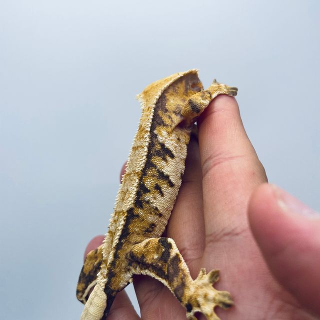 트라이 익스트림할리퀸 화이트 바브