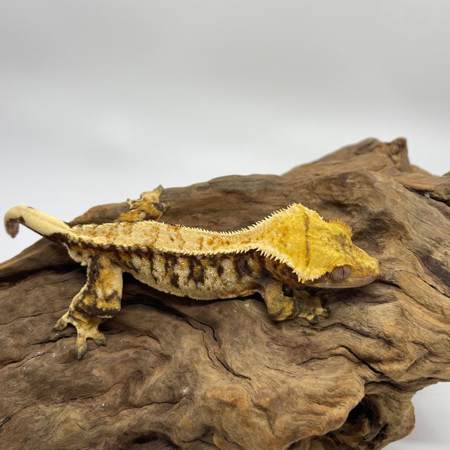 트라이 익스트림할리퀸 타이거