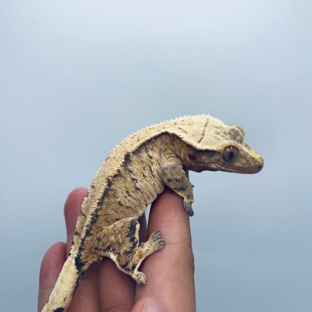 트라이 드리피 익스트림할리퀸 바브